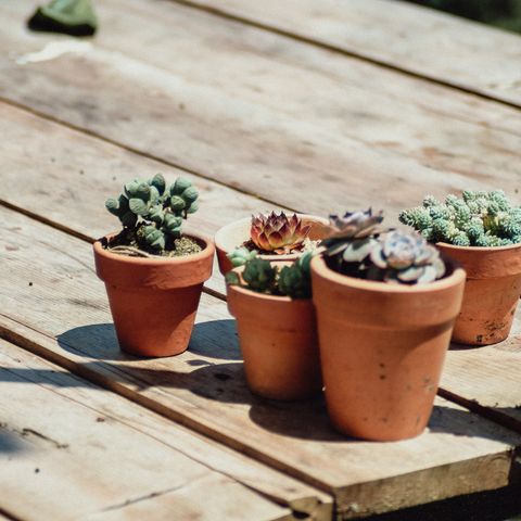 Low-maintenance succulent set