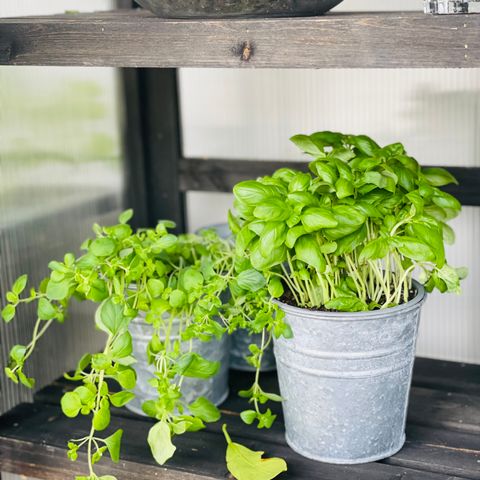 Indoor herb garden kit
