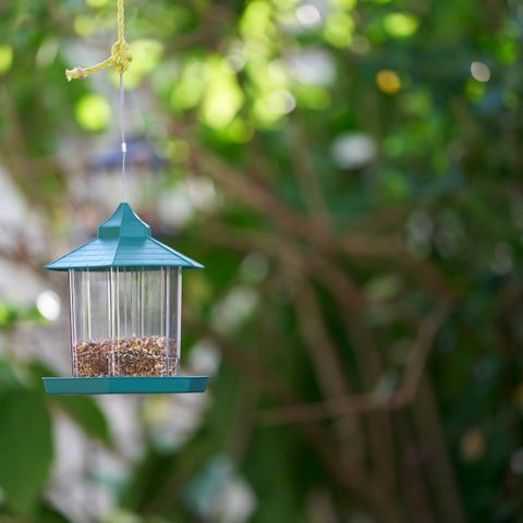 Smart bird feeder with camera