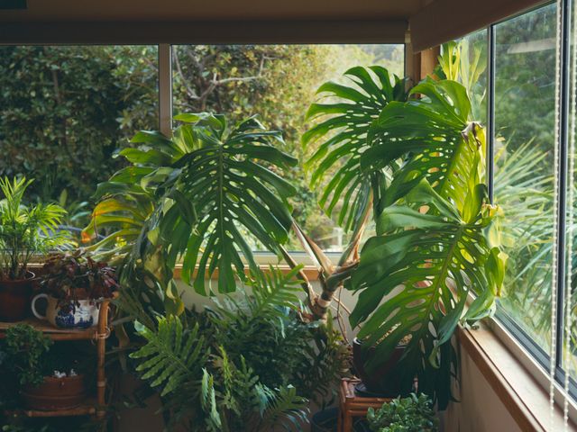 Gifts for Plant Lovers