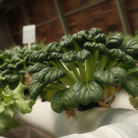 Countertop hydroponic garden