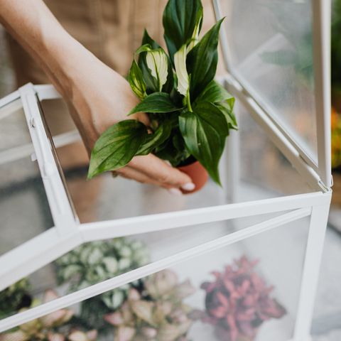Indoor greenhouse cabinet