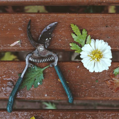 Japanese precision pruning snips
