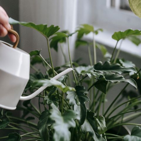 Long-spout stainless watering can