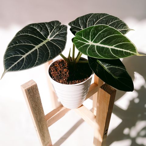 Mid-century wooden plant stands