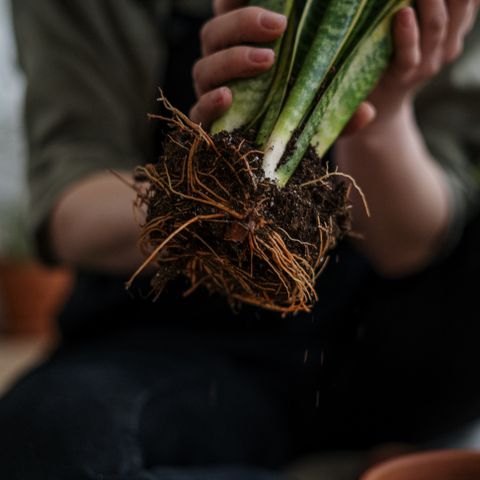 Repotting mat and tool kit