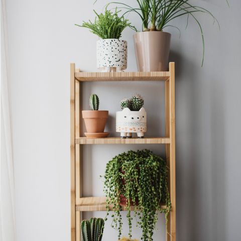 Tiered plant stand with grow lights