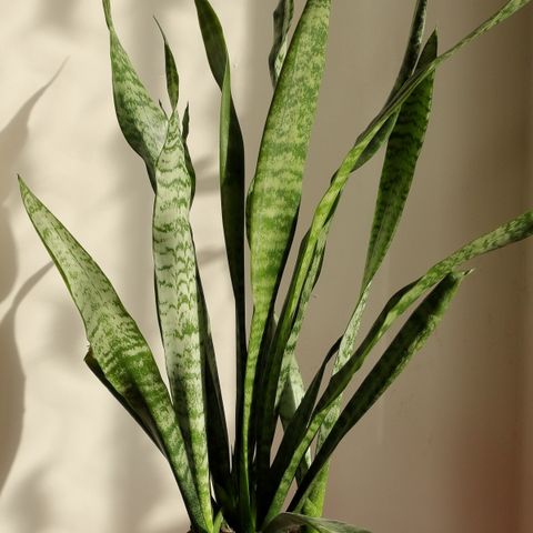 Snake plant in a ceramic pot