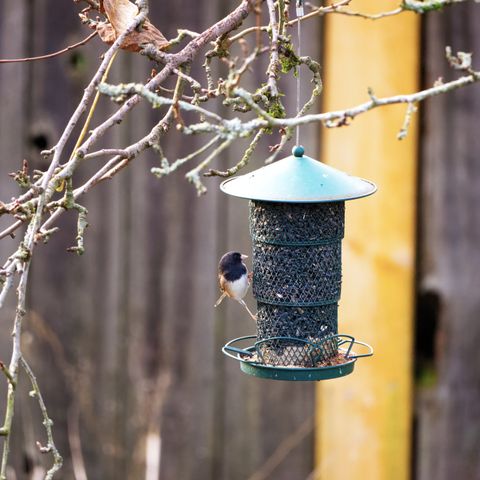 Window-mounted bird feeder