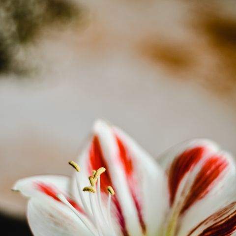 Amaryllis bulb gift kit