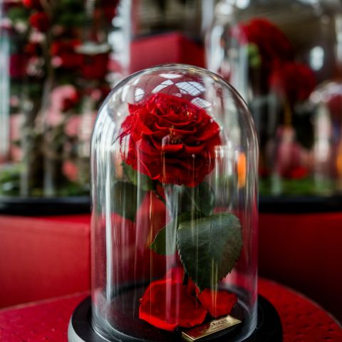 Preserved eternal rose in a glass dome